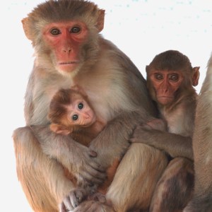 animal testing, monkey research