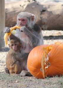 animal research, halloween