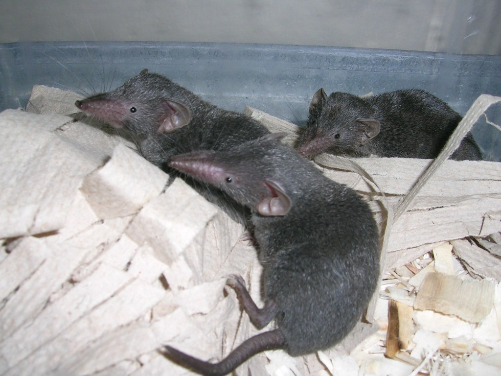 animal testing, animal research, vivisection, animal experiment