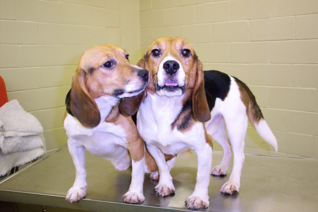 dog, animal testing, animal experiment