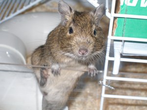 animal testing, animal research, vivisection, animal experiment