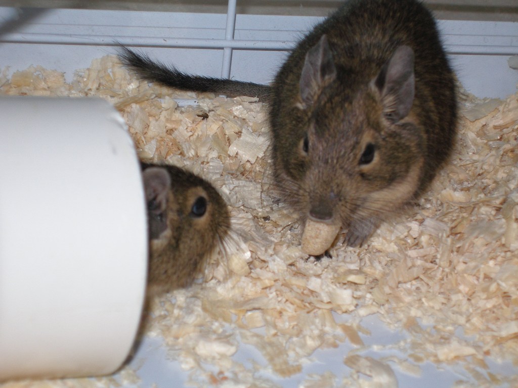 animal testing, animal research, vivisection, animal experiment