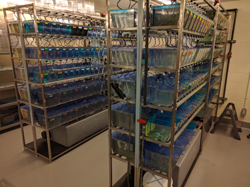Racks of zebrafish at the University of Ottawa