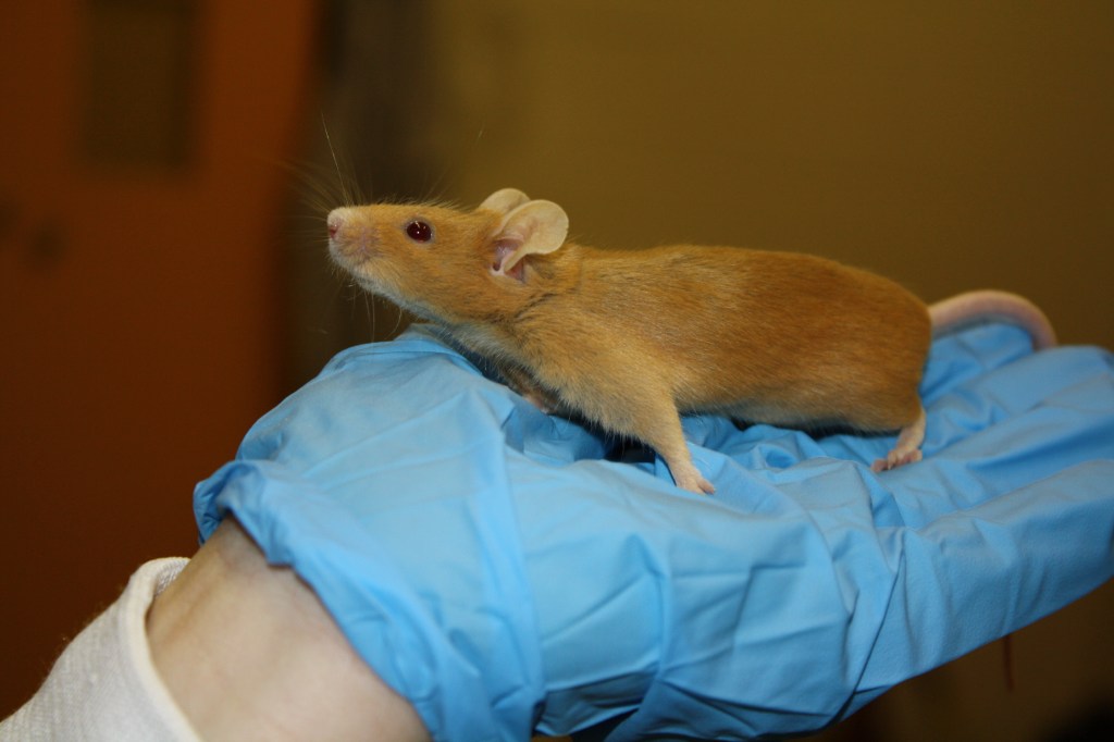 animal testing, animal research, vivisection, animal experiment