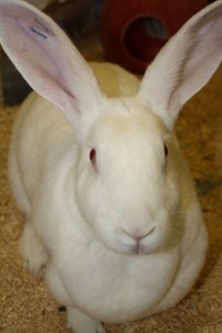 animal testing, animal research, vivisection, animal experiment