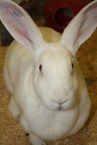 animal testing, animal research, vivisection, animal experiment