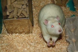 animal testing, animal research, vivisection, animal experiment