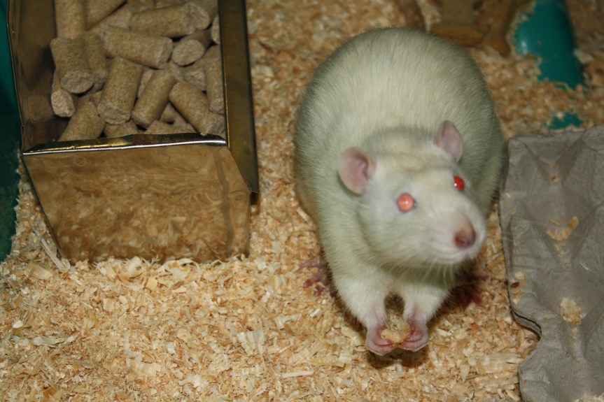 animal testing, animal research, vivisection, animal experiment