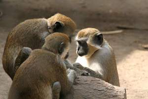 Vervet Monkeys