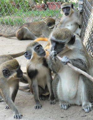 Vervey Monkeys 2