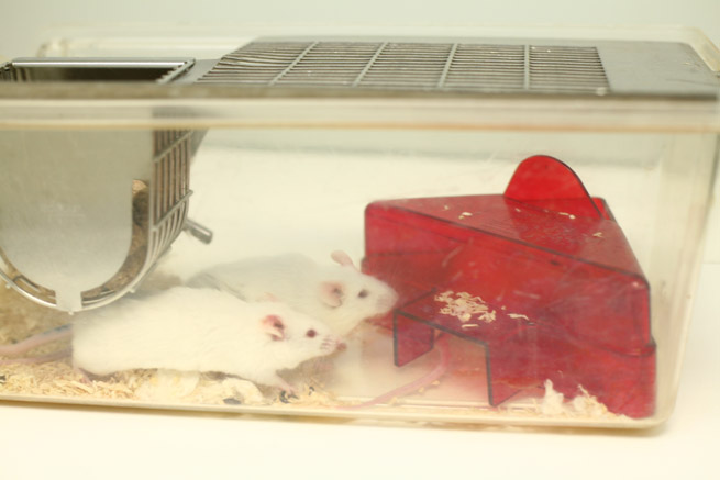 Mice in a Cage