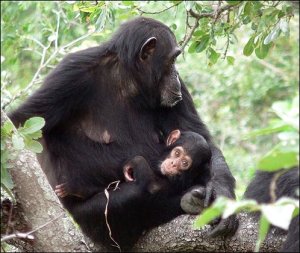Chimpanzees - Handout photo provided by Nature magazine