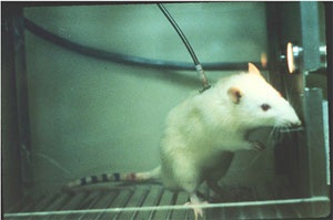 Rat2