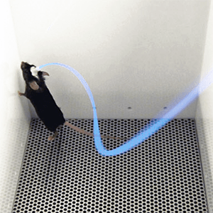 Optogenetics is one technology helping scientists to unlock the brain's secrets.