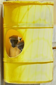 Vervet monkeys involved in David Jentsch's research program live in outdoor social groups to ensure optimal welfare