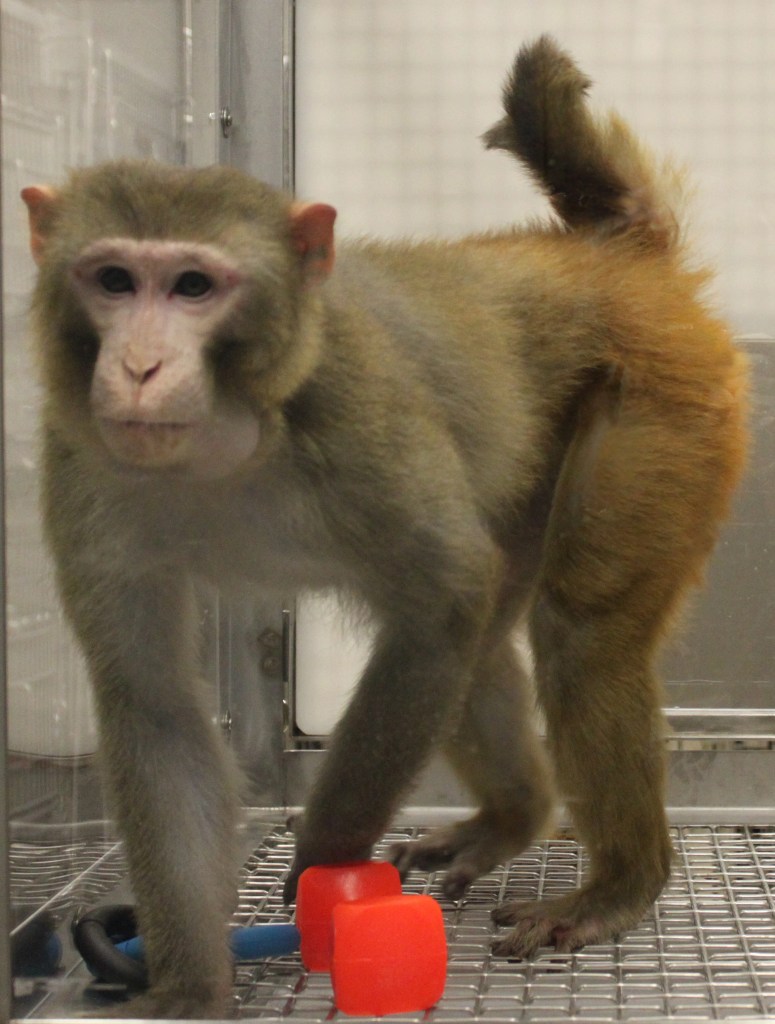 Metal Rhesus Monkey Interview with a Primate Researcher – Speaking of Research