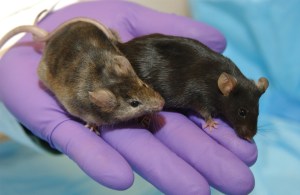 knockout mice, animal research, animal rights