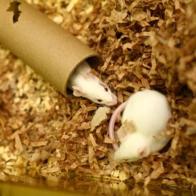 GM mice have made crucial contributions to our understanding of Fragile X syndrome. Image courtesy of Understanding Animal Research.