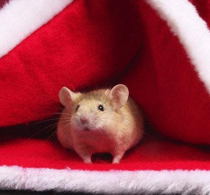 Merry Christmas Mouse