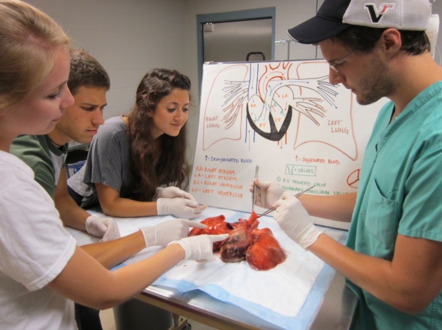 Heart-lung blocks are saved from euthanized animals from previous studies and used to teach anatomy and physiology.