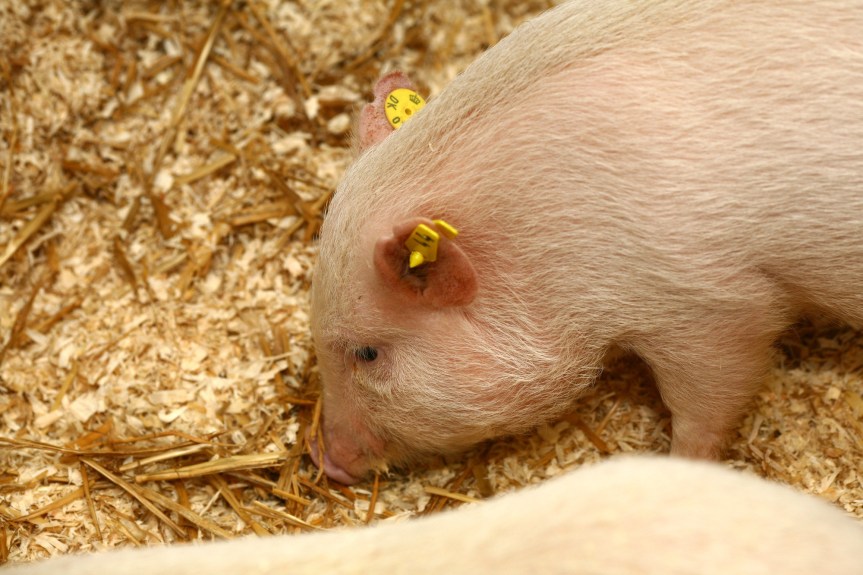 Pigs are a excellent species for many transplant research studies. Image courtesy of Understanding Animal Research.