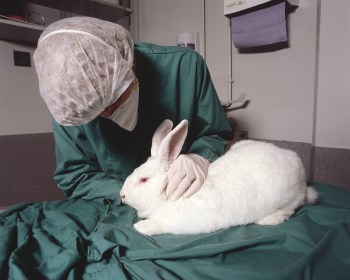 White Rabbit involved in animal experiment