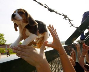 Beagles were "liberated" from Green Hill in Italy in full view of police