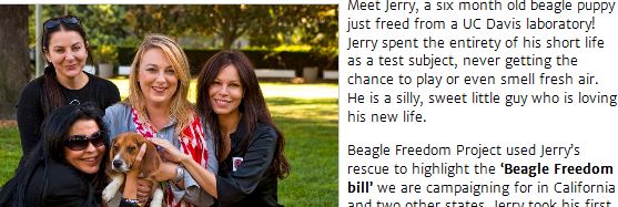 Screenshot from the Beagle Freedom Project website