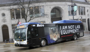 Metro bus displaying PETA ad. Image: Wisconsin State Journal.