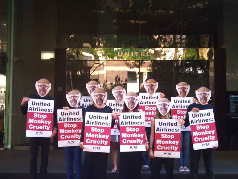 United Airlines Stop Monkey Cruelty PETA