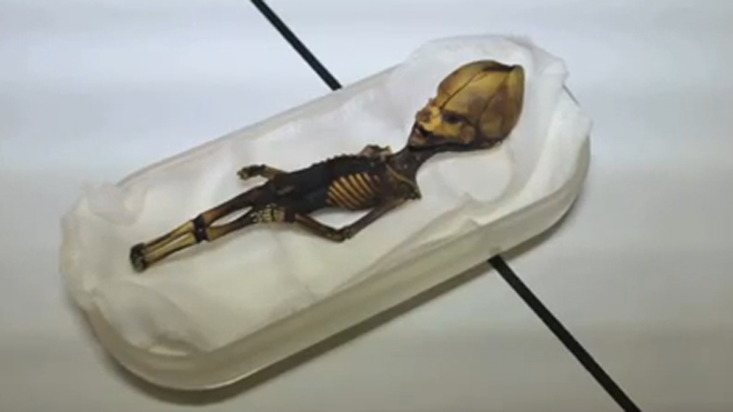 But has it had its vaccinations?