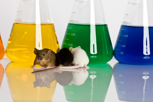 Laboratory Mice animal testing