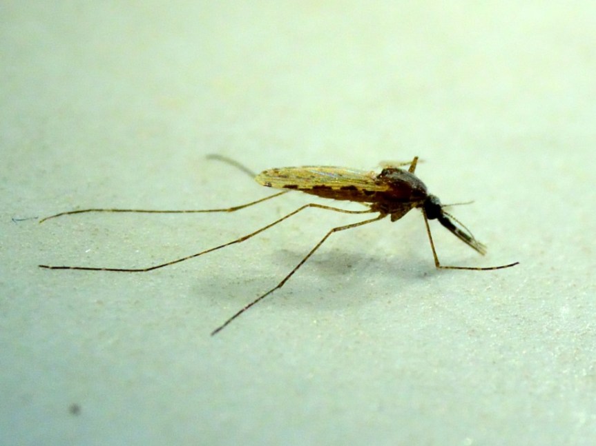 Mosquitos Malaria animal research