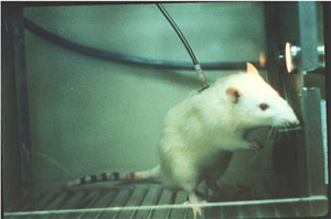 Rat Rodent Addiction Animal Testing Research