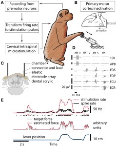 Closing the loop: By recording neural activity in the brain and then using this to generate a stimulation pattern in the spinal cord, Newcastle scientists were able to restore voluntary movement in a temporarily paralysed macaque. Image: Zimmerman, J.B. and Jackson A. Frontiers in Neuroscience (2014).