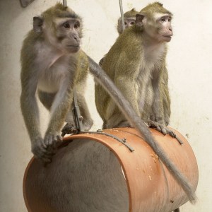 Macaque monkeys were key to Newcastle University paralysis breakthrough. Image: Understanding Animal Research