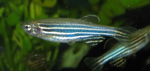 Zebrafish post