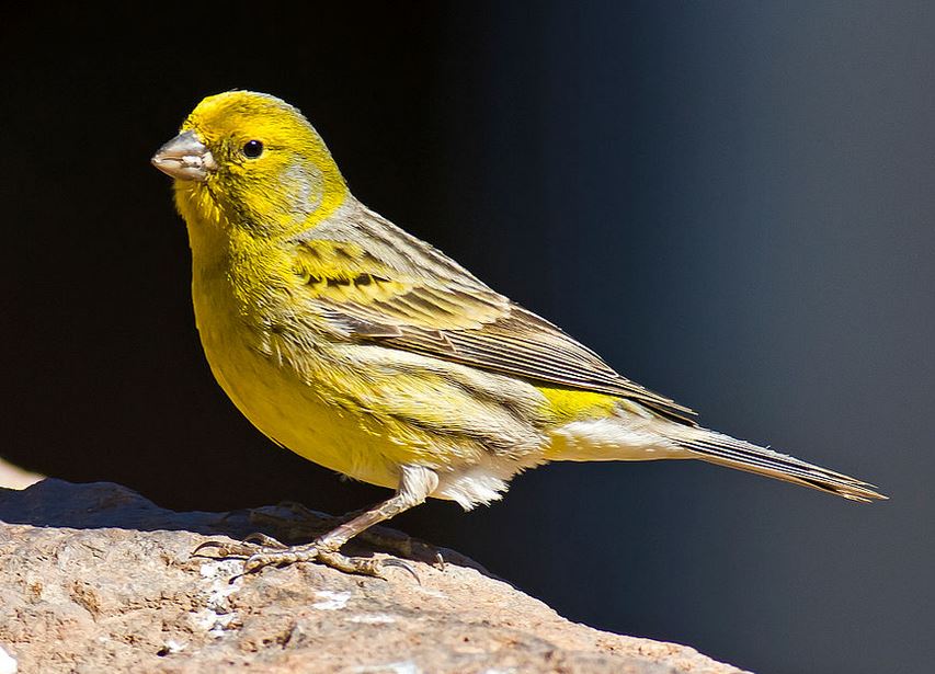 Atlantic Canary
