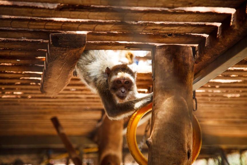 monkey animal experiment playing