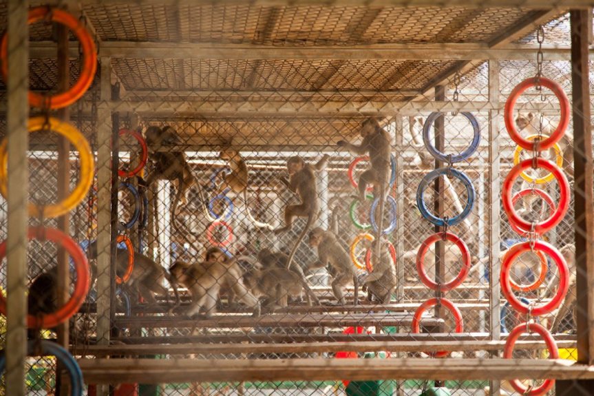 macaque monkey animal research israel