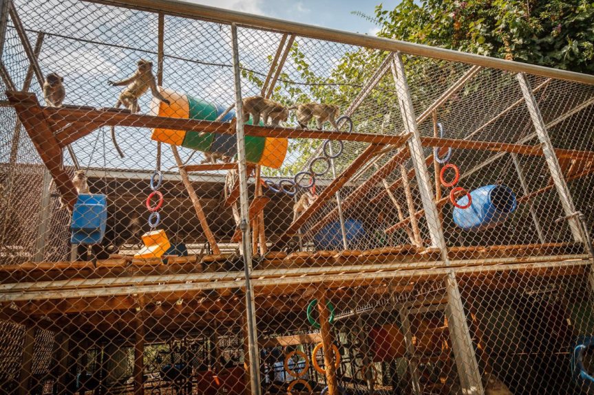 macaque monkey animal testing israel