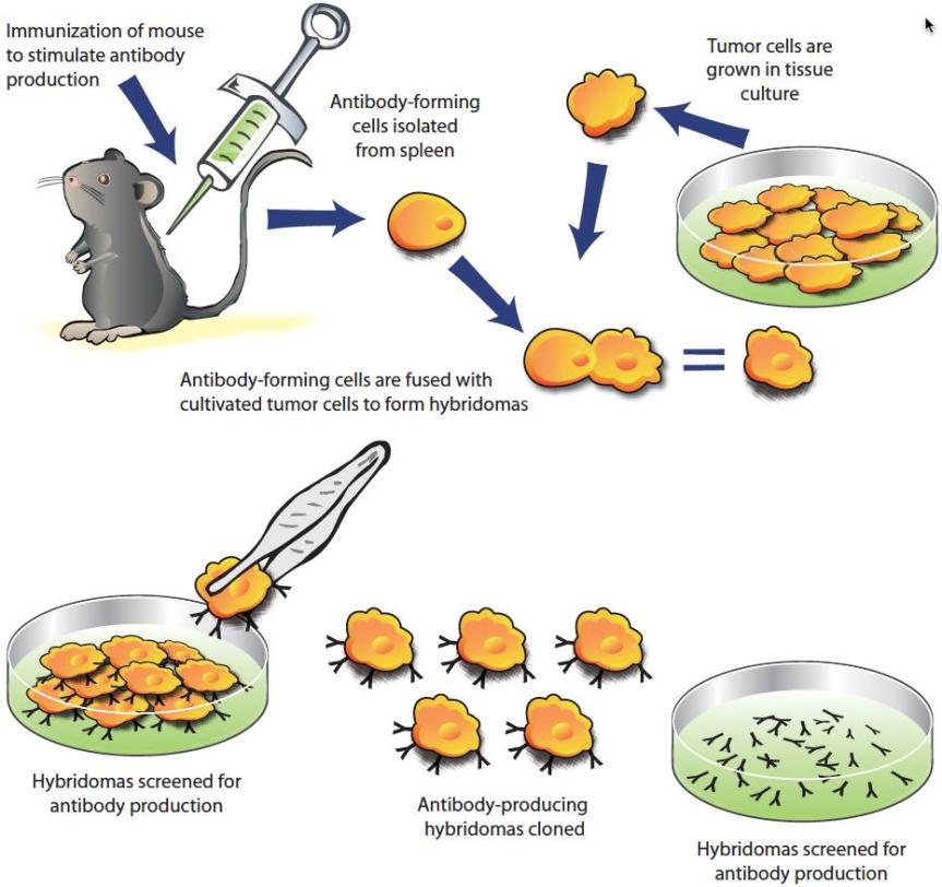From: FASEB’s Breakthroughs in Bioscience Series.  Used by permission.