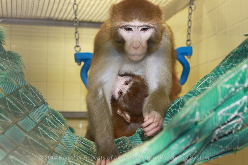 Mother and infant rhesus monkeys