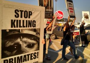 The primate image on the left is over 30 years old