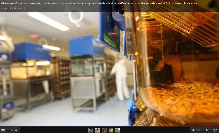 Oxford University animal research
