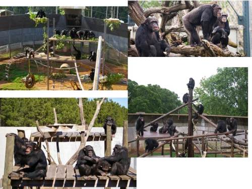 chimp housing [Autosaved]