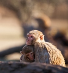 Cover PNAS monkey pic 2