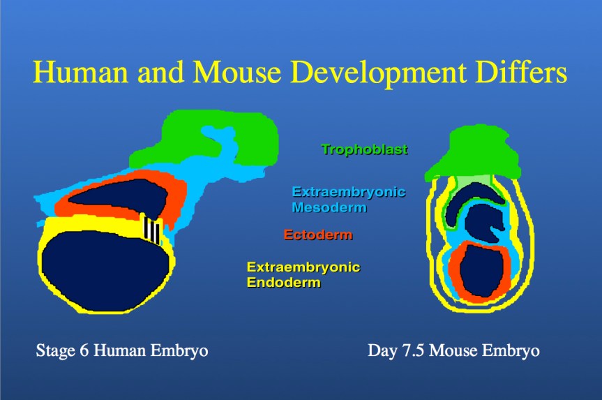 Human And Mouse Embryo