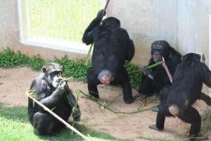Bastrop chimps tool use