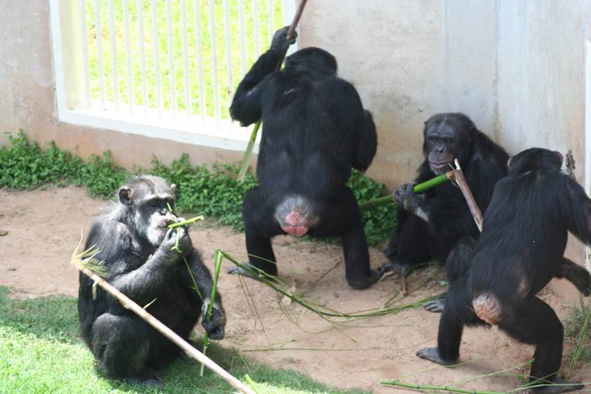 Bastrop chimps tool use